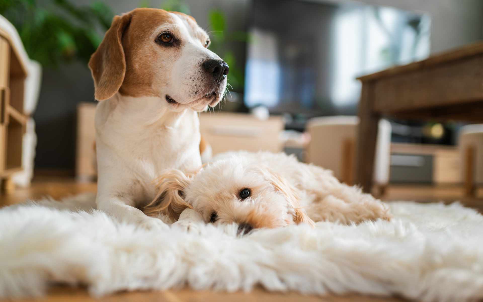 Limpieza de alfombra si tienes perros o gatos
